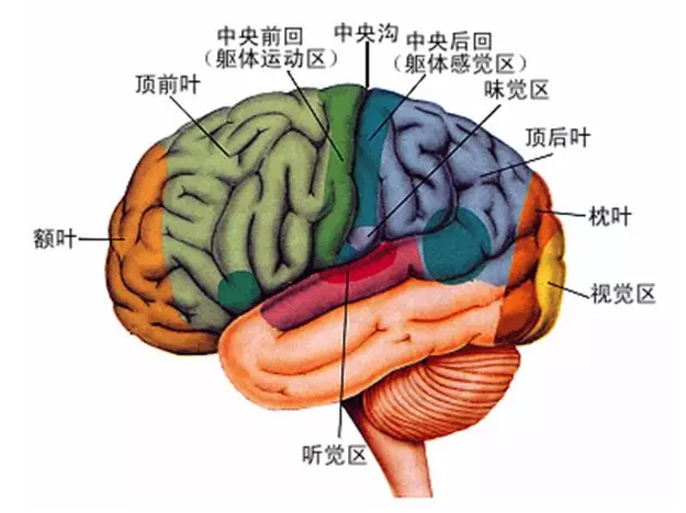 經(jīng)顱磁刺激治療你知道多少？